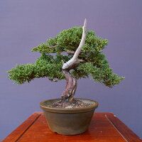 真柏　　小品盆栽／樹齢２０年直送kaz
