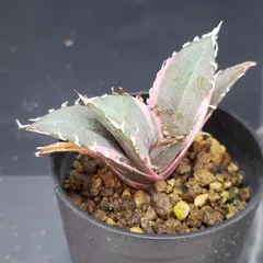 2025年最新】牡丹葉白鯨の人気アイテム - メルカリ