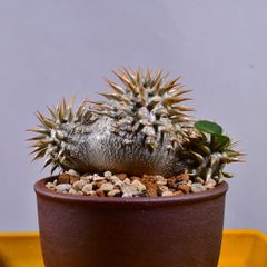 3QB 実生 パキポディウム・エニグマチカム Pachypodium enigmaticum コーデックス 塊根植物 伝市鉢 パキポディウムエニグマチカム
