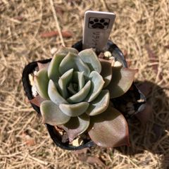 リラシナ×アガボイデス　抜き苗　多肉植物　モフ多肉　エケベリア