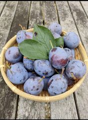 最終セール❣️残りわずか！クール便！生プルーン約50個