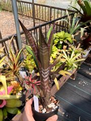 エクメア ムルフォーディ マルバ Aechmea mulfordii malva キンクマ