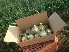 《残りわずか！》納豆菌栽培 淡路島産新玉ねぎ 8kg【兵庫県淡路島産】