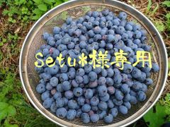 Setu*様専用　生食用ブルーベリーミックス正味１kgプラスα！(多め)