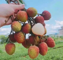 2024年最新】妃子笑の人気アイテム - メルカリ 