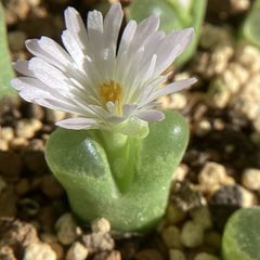 ☆リト－プス C188 werneri☆ 雲映玉 小さなリト雲映玉に、短い花びら♪: 仙人の１２ヶ月