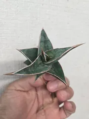 2025年最新】サンスベリア ピングイキュラの人気アイテム - メルカリ