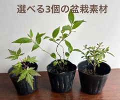 選べる盆栽素材 ポット苗３個セット（クロマツ・ハクチョウゲ・モミジなど）ネコポス