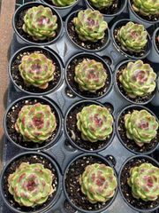 抜き苗 ムラサキギン MY1×18株 ふっくら 多肉植物 エケベリア サボテン 韓国苗 新入荷