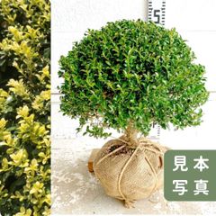 観葉植物 ツゲ ウィンタージェム ハートトピアリー仕立て 8号鉢 C