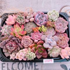 多肉植物 寄せ植えset♡11219