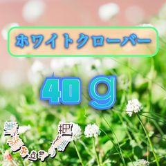 ホワイトクローバー