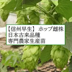 北海道で越冬　ホップ　苗　カスケード 10株セット　2年目　耐寒性　宿根草 北海道で越冬 ホップ 苗 カスケード 10株セット 2年目 耐寒性