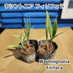 【鉢ごと発送】　ワシントン2鉢(４苗入り)　ワシントニアフィリフェラ　Washingtonia filifera　2025.3.14-Wf1(2鉢4苗)