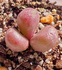 レア コノフィツム フォエニセウム 大苗 2頭 SH1212 Conophytum phoeniceum 多肉植物 メルカリ便 - メルカリ