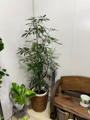 アンガスティンフォリア　シェフレラ　10号鉢　丈夫　育てやすい　インテリア　グリーン　観葉植物