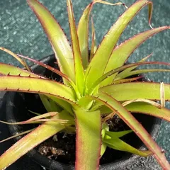 原種 ヘクチア Hechtia mooreana Ziplote, Canyon 原種 ヘクチア Hechtia mooreana Ziplote, Canyon - メルカリ