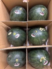 黒小玉スイカ6玉！北海道東北各県沖縄発送不可