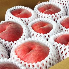 常温　なつっこ５ｋｇ（１８玉前後）長野県産　【配送先：東北～関西地域限定】８月上旬頃～出荷