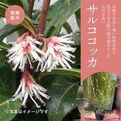 サルココッカ