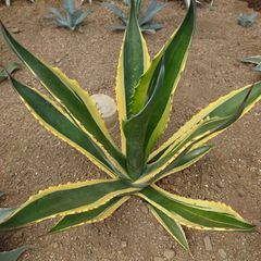 アガベ　フェロックス錦　フェロックストニーズタイガー　直径約55㎝ AGAVE
