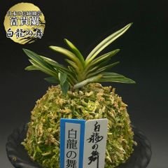富貴蘭 風蘭 蘭 白龍の舞 ハクリュウノマイ 2本立 【現品】 t755 フウキラン フウラン 送料無料