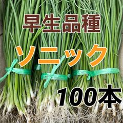 ソニック100本‼️早生玉ねぎ苗‼️9月いっぱい保存可能な品種‼️