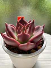 【多肉植物】ランコム　韓国苗　エケベリア