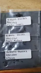 FNつき オレオケレウス 6種類2株ずつ 12苗セット FNつき