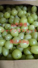 山形県産シャインマスカット粒 箱込み3kg