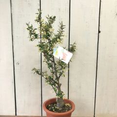 びっくりグミ6号鉢
