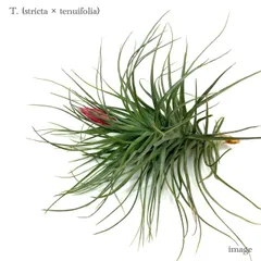 2025年最新】Tillandsia strictaの人気アイテム - メルカリ