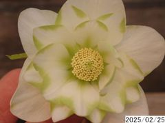 花1ガク0蕾2 開花株4号 "模様" ピエラ ”リーゲ” 縦縞 吉田交配 吉田園芸生産 八重ダブル クリスマスローズ0225003