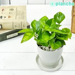 PLANCHU 観葉植物 ポトス グローバルグリーン 3.5号鉢 受け皿付き 育て方説明書付き PVP Epipremnum aureum ‘Global Green’ エピプレムナム アロイドのサムネイル
