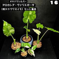 2　大型！斑入りクワズイモ　オキナワシルバー　オドラバリエガータ　アロカシア 2 大型！斑入りクワズイモ オキナワシルバー オドラバリエガータ