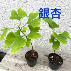 銀杏盆栽　イチョウ　株立 楽天市場】送料無料【大品盆栽】 イチョウ（銀杏）-株立-【紅葉