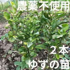 【農薬不使用】ゆずの苗 ２本 抜き苗 皮も種も使える シンボルツリーに 化粧水に ☆
