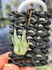 【ネコポス】チランジア スプレンゲリアナ　Tillandsia sprengeliana　キンクマ農園☆T0134