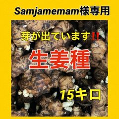 立派な大きな生姜種‼️今が植え時です‼️何キロでも承れます！コメント 
