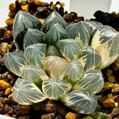 多肉植物　観葉植物　ハオルチア　ハオルシア　OMオブツーサ錦　糊斑のサムネイル