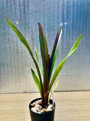 ビルベルギア ビードルマン Billbergia 'Beadleman' （`Domingos Martins'×`Hellfire')　キンクマ農園☆B00010