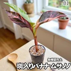 2025年最新】バナナ斑入りの人気アイテム - メルカリ