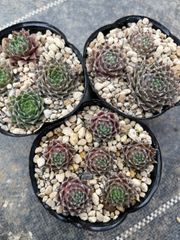 多肉植物 マッコス 10個 カット苗 - メルカリ