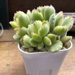 ポットごと♡斑入りの熊童子 多肉植物 ガーデニング インテリア