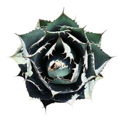 AGAVE Parrasana globe アガベ パラサナ グローブ 大サイズ(10号鉢) 001