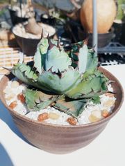 【SS級　極上血統株　強棘選抜】 アガベ チタノタ ブラックアンドブルー BB Agave titanota 'BB'
