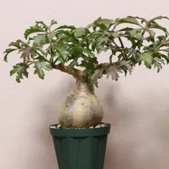 【アウトレット】キフォステンマ ベティフォルメ アウトレット】キフォステンマ ベティフォルメ 2025年最新