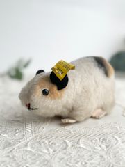 送料無料★シュタイフ★Guinea Pig Swinny 9cm オールID's完品★モルモットのスウィニー/ギニーピッグ/天竺鼠★ビンテージ/アンティーク★STEIFF/Steiff★