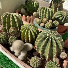 短毛丸 子株 5個セット 多肉植物 サボテン 子株セット - メルカリ