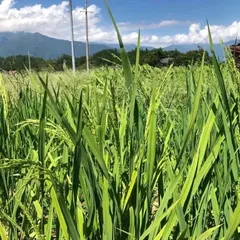 2024年最新】もち米 種籾の人気アイテム - メルカリ